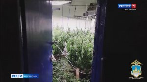 Полицейские в Костроме задержали подпольного наркоплантатора