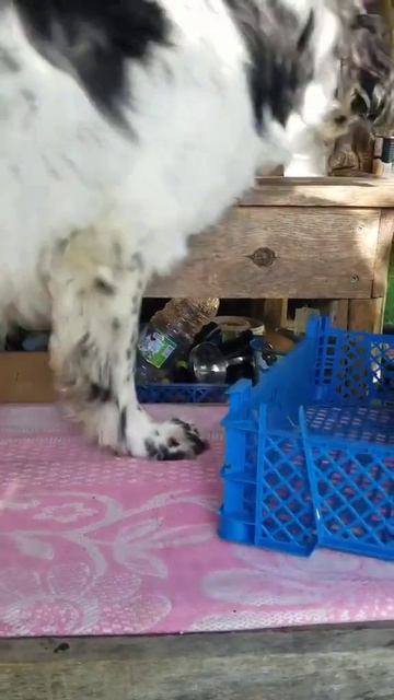 Все равно поймаю...))) #como #собака #животныешляйх #like #прикол #смешнойшортс #юмор #смешновидео