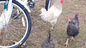 Сельчанка в Америке / У НАС ПОЯВИЛАСЬ НОВАЯ ГУСЫНЯ ДЕЛАЮ ПОКЛАДЫ ДЛЯ КУР