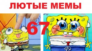 Лютые мемы. Живи как Спанч Боб