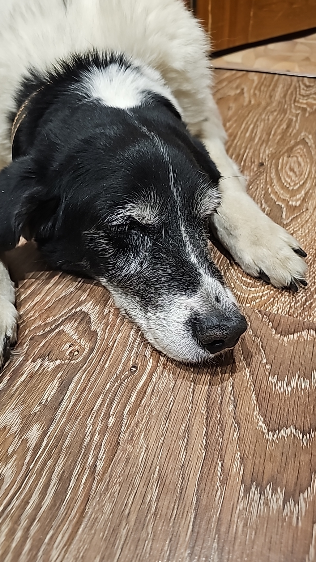 Беги на радугу,моя Белочка