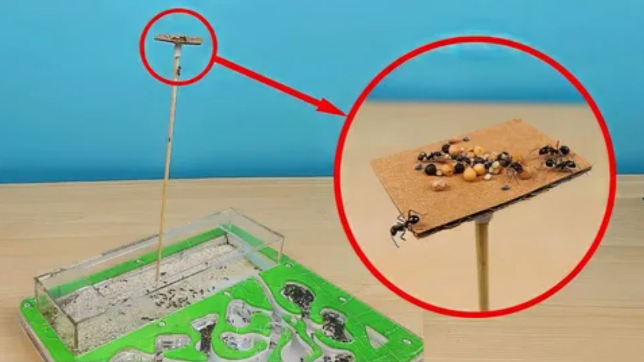 Башня Кормушка для Муравьев! Испытание Антипобега! Садовые муравьи в спячке.