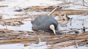 Лысухи кормятся, чомги строят. Нижний Царицынский пруд, 28 марта 2026