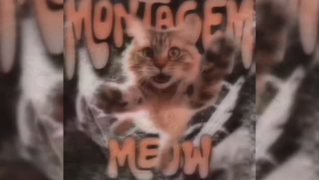 SHX4 x KVLTX - MONTAGEM MEOW MEOW 1 Hour