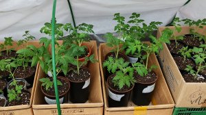 Жестоко поступила с рассадой томатов! Но это пойдёт на пользу.