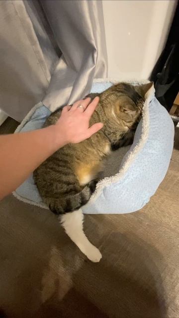 Уютно лежит) Носом уткнулся)