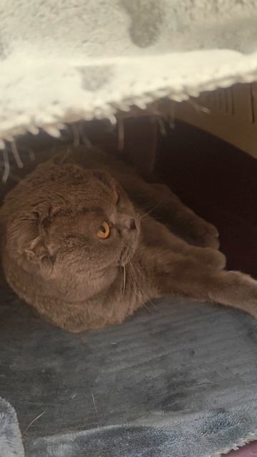 Шотландская вислоухая кошка Риана 04.04.2026.