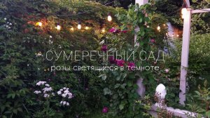Сад с полотна экспрессионистов. Розы созданные для сумерек.