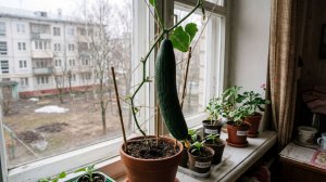 Как правильно сеять огурцы на рассаду