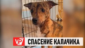 ВОЛГОГРАДСКИЕ ВОЛОНТЕРЫ ПРОСЯТ ПОМОЧЬ С ЛЕЧЕНИЕМ СПАСЕННОЙ СОБАКИ