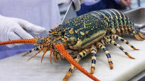 Огромные лобстеры, гигантские креветки и крабы – незабываемый тайский пир из морепродуктов