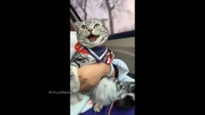 #смешныевидео -1280