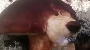 перерисовка, новые персонажи и не знаю когда будет сюжет с з.р.р