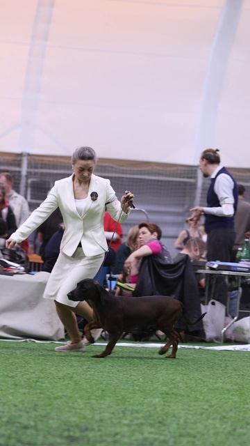 Баварская горная гончая IDEAL Питомник в г.Ярославле Заводчик Татьяна Ваганова