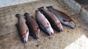 итоговый улов форели