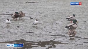 Шаговский пруд в Костроме превратился в «коммунальную квартиру»
