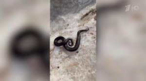 Ранняя и аномально теплая в большинстве российских регионов весна досрочно открыла змеиный сезон.