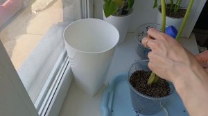 комнатные растения/посадка в керамзит 🪴