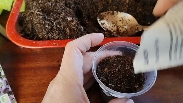 Посев алиссума