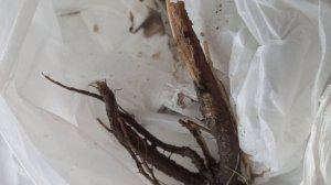 Чертополох корни лечебные свойства.Лечение желудка.Кошачьи игры