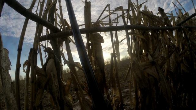 4 апреля открытие охоты на гуся, а пчелки пусть гонят расплод.