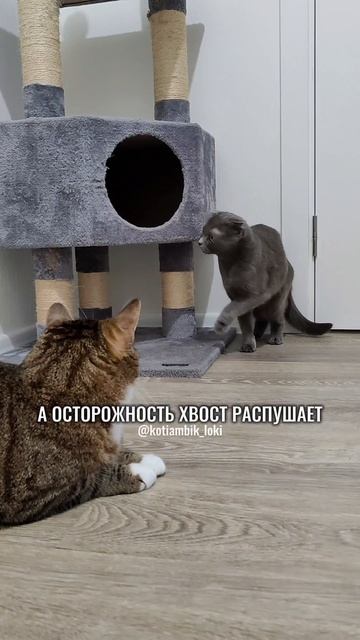Кошачьи пословицы😸Мур😺