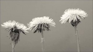 Что категорически нельзя делать с Вербой 5 апреля.