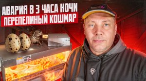 Авария в 3 ночи: вытащил перепелёнка из вентилятора. Съездил за досками за 100 км. Всё в одном влоге