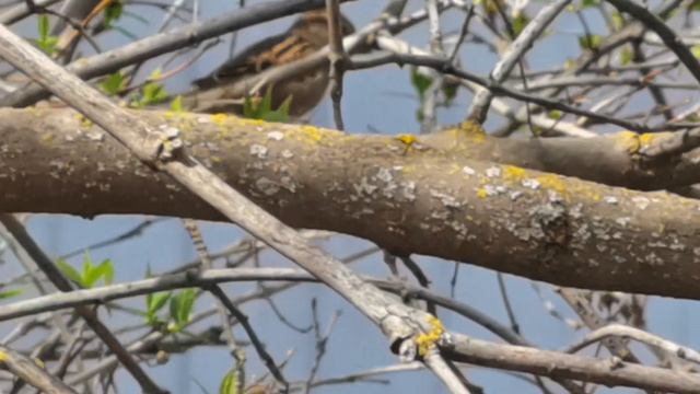 Кошка следит за воробушком