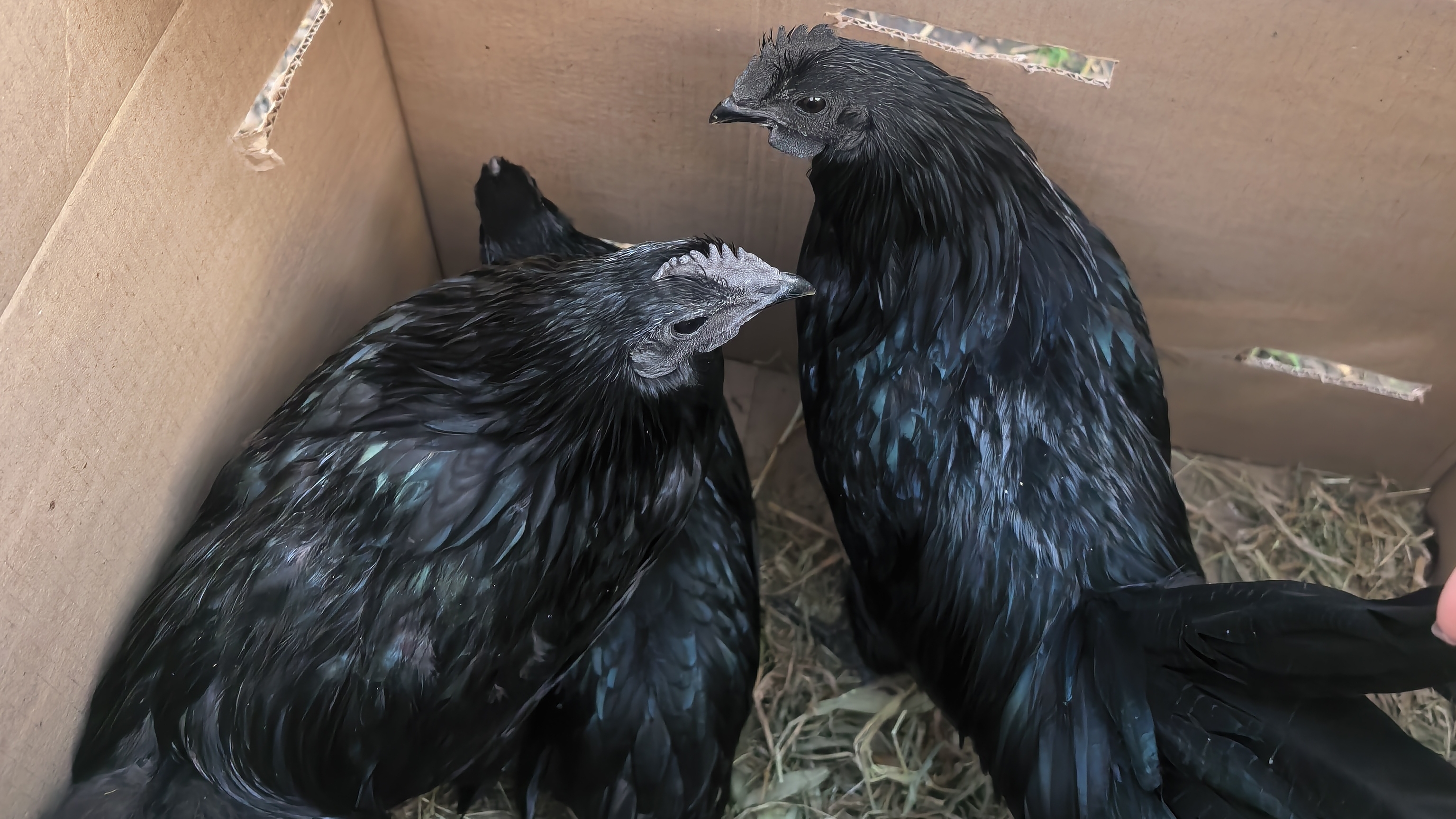 Самая чёрная курица в мире Аям Чемани отправились в новый дом