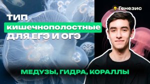 КИШЕЧНОПОЛОСТНЫЕ | МЕДУЗА, ГИДРА, КОРАЛЛЫ ДЛЯ ЕГЭ И ОГЭ ПО БИОЛОГИИ | ШКОЛА ГЕНЕЗИС