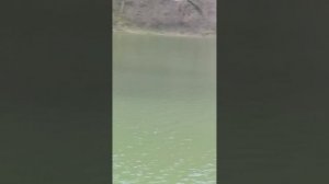 Кипарисовое озеро Сукко 3 Апреля 2026 года. Репортаж Светланы Тихоновны.