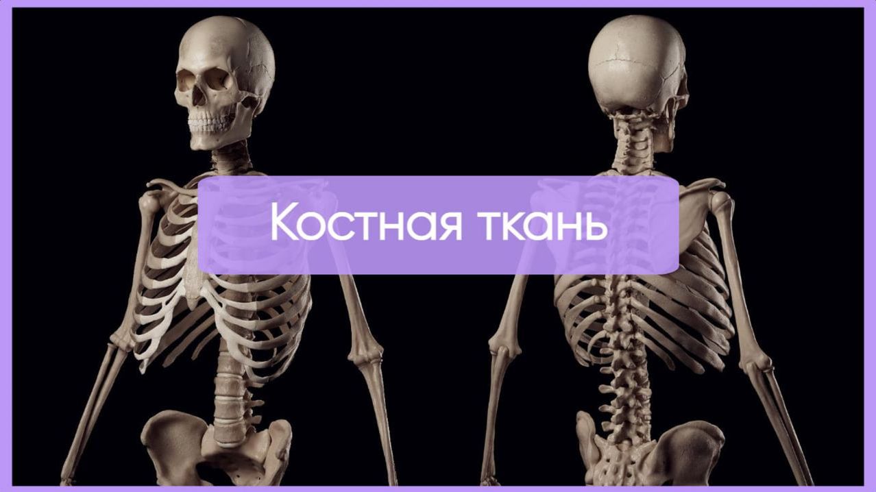 Костные ткани┃synthesisschool