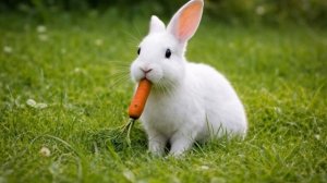 🍿🐿️ Звуки животных для детей 🐈⬛🐿️Звуки животных: Изучите дикую природу и ферму  Животные  Милый