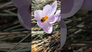 И вновь ВЕСНА, поекрасная пора!