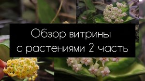 обзор витрины с растениями 2 часть