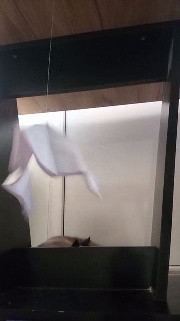 к котику Филиппу прилетела птичка.