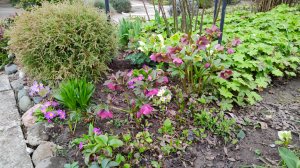 Где посадить морозники, их размножение семенами и обрезка цветоносов бруннеры 02.04.2026 г.Пятигорск