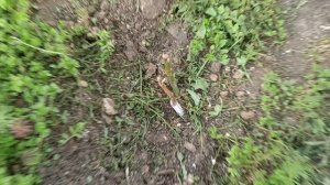 Борьба с травой началась