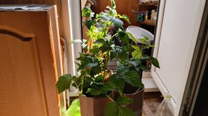 Как поливаю саженцы малины и винограда дома