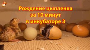 Рождение цыпленка за 10 минут в инкубаторе 3