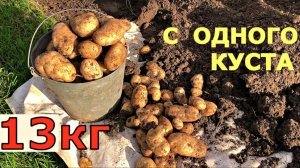 Урожай КАРТОФЕЛЯ 100кг с КУСТА Китайский метод выращивания картофеля повышает урожай [get.gt]