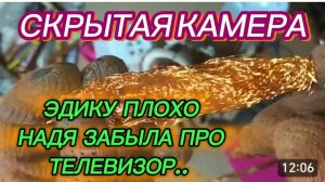 САМВЕЛ АДАМЯН, ОБЗОР ОТ СК, ЭДИКУ ПЛОХО, НАДЯ ЗАБЫЛА ПРО ТЕЛЕВИЗОР, ЖЕНЩИНА ПРОДАЕТ МАШИНУ..