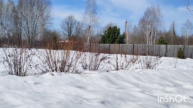 Тёплый апрель. Беда под снегом!