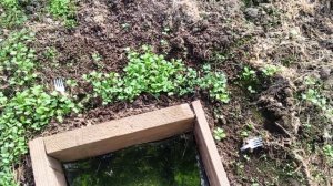 Огород 4 апреля. Первая Подкормка чеснока. Что растет в теплице.