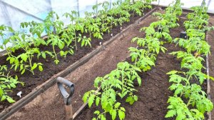 Высадила томаты в летнюю теплицу. Как подготовилась к похолоданию?