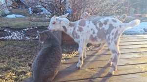 Козлятам месяц