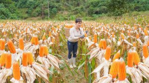 Собираю урожай кукурузы на ферме и отделяю зерна для корма домашнего скота. Нхат