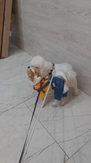 #ЧихуахуаРеди❤️Реди и Тиффани)