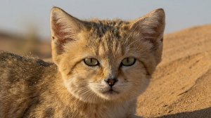 Дикие Маленькие Кошки: Документальный Фильм про Малых Диких Кошек